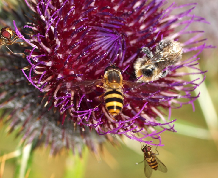 Diptera Syrphidae